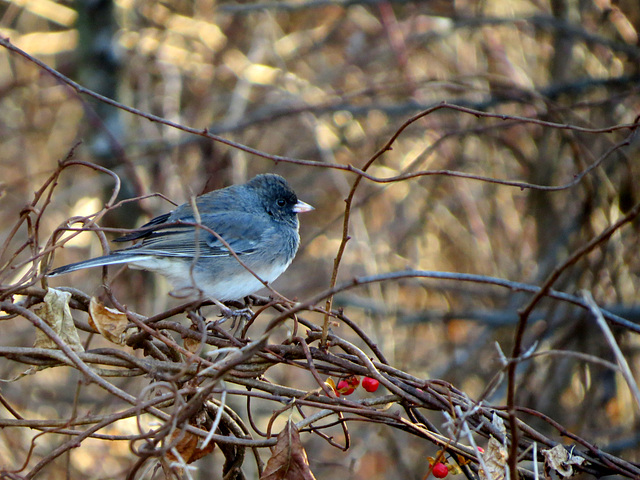 A little female Junco