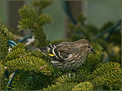 More pine siskin when you need it
