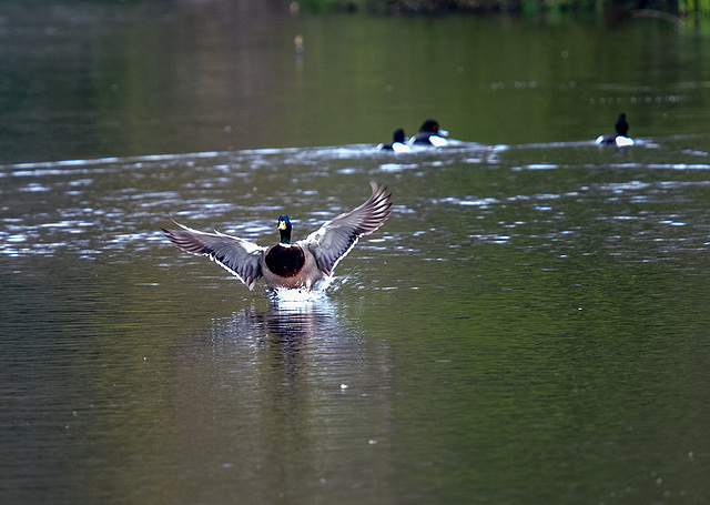 Mallard touch down