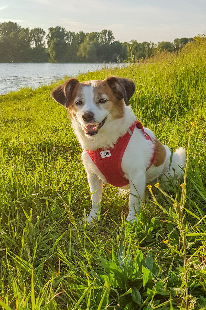 Jack Russel Terrier Clifford