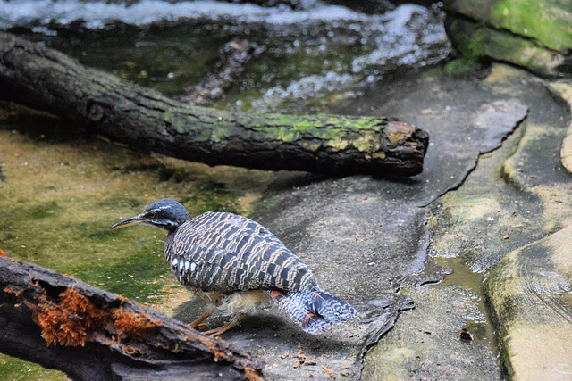 Sunbittern (3) - 3 August 2020