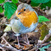 Robin