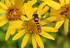 20200715 9360CPw [D~LIP] Gewöhnliche Langbauchschwebfliege (Sphaerophoria scripta) [m], [Gemeine Langbauchschwebfliege], [Gemeine Stiftschwebfliege], Bad Salzuflen