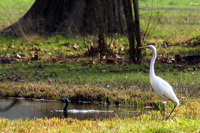 Grande Aigrette