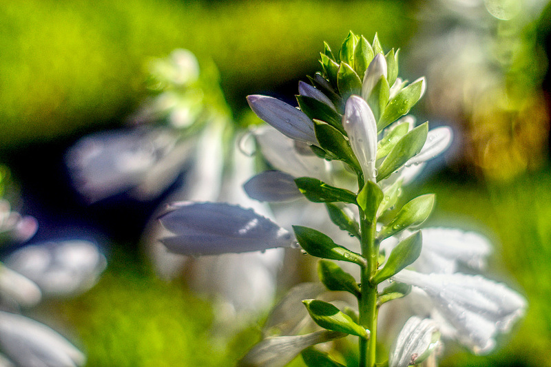 Hosta