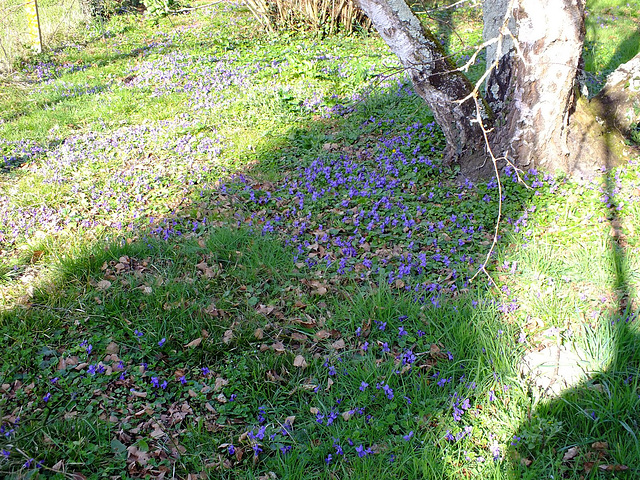 Violettes du printemps