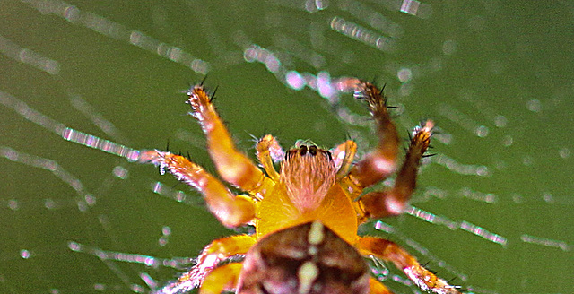 20100602 4860Mw [D~LIP] Kreuzspinne, Bad Salzuflen