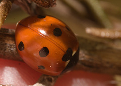 IMG 9098 7 Spot ladybird