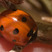 IMG 9098 7 Spot ladybird