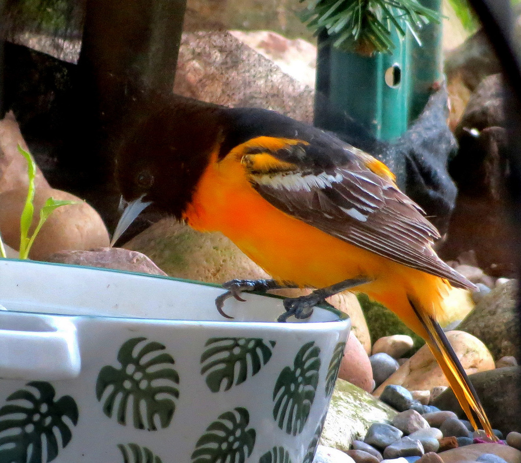 At the makeshift birdbath.