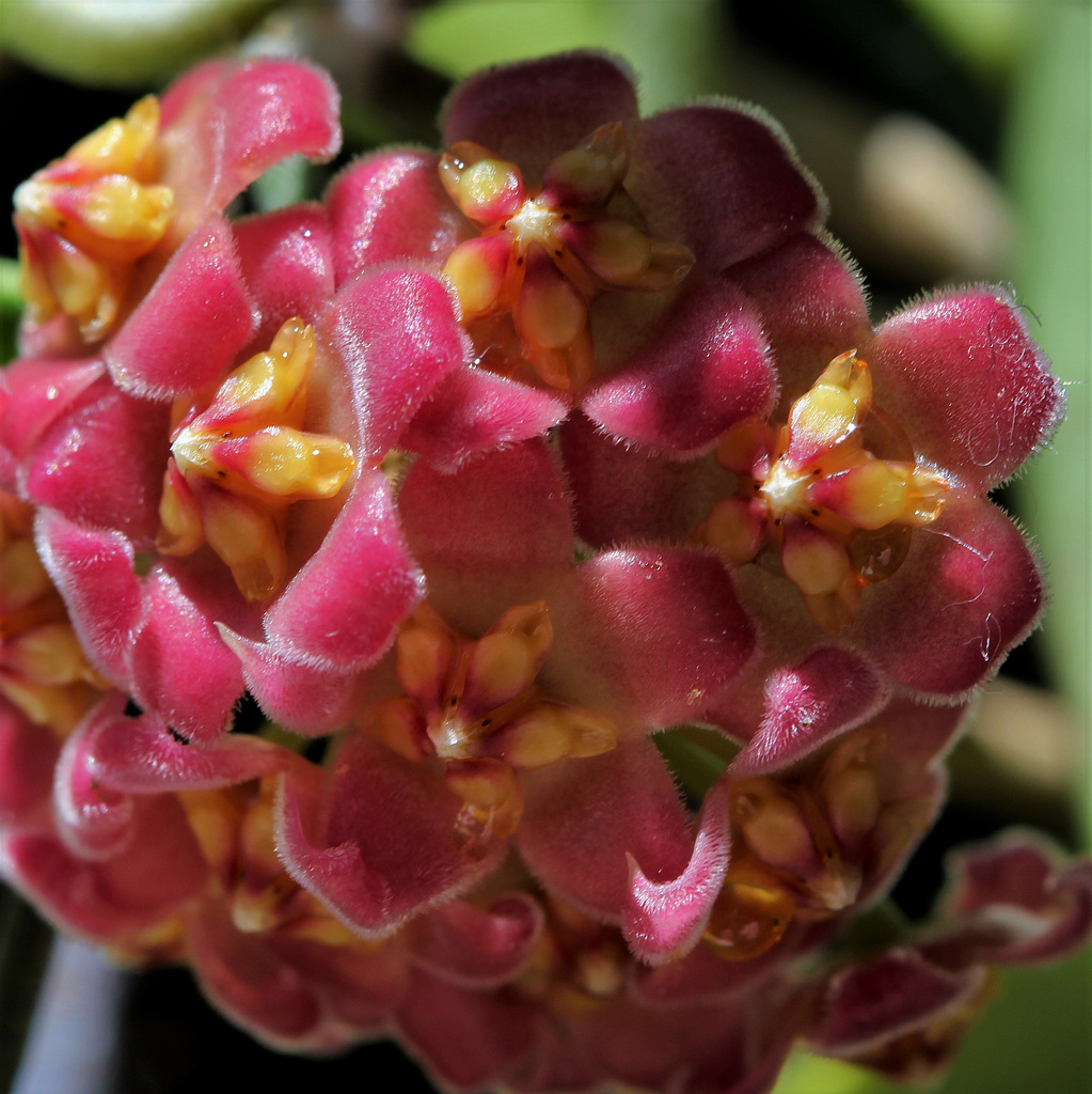 Hoya david-cummingii (3)