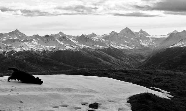 devant les Alpes Valaisannes..