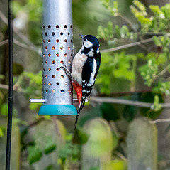 Great spotted woodpecker