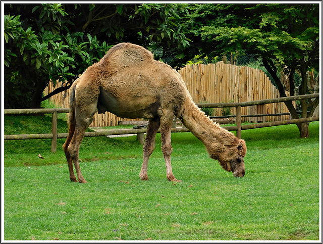Dromadaire au parc de la Bourbansais (35) Pleugueneuc