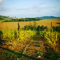 Our new vineyard in autumn.