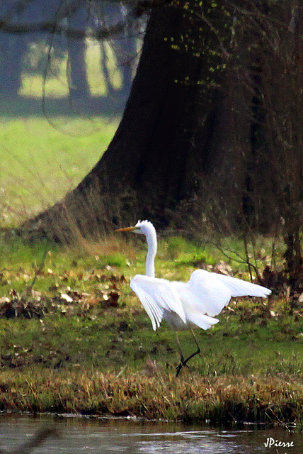 Grande Aigrette "papillon"