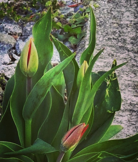 Tulpen brechen durch Schotter