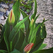 Tulpen brechen durch Schotter