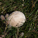 20140908 4923VRAw [NL] Pilz, Terschelling