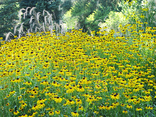 Field of Yellow