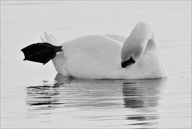 La sieste d'un cygne...