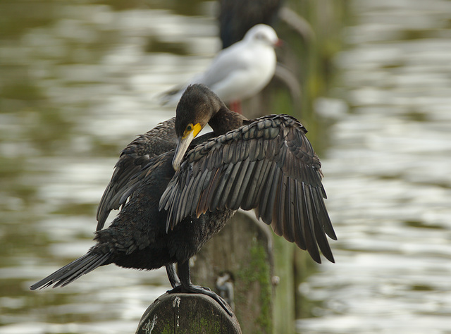 IMG 9784cormorant