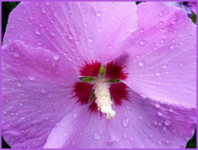 Hibiscus Rain - 20 August 2016