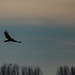 Marsh harrier