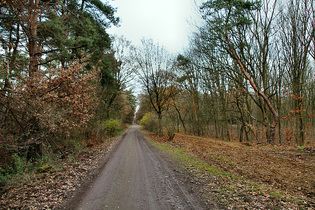 Ahsener Allee (Haard, Oer-Erkenschwick) / 1.12.2018