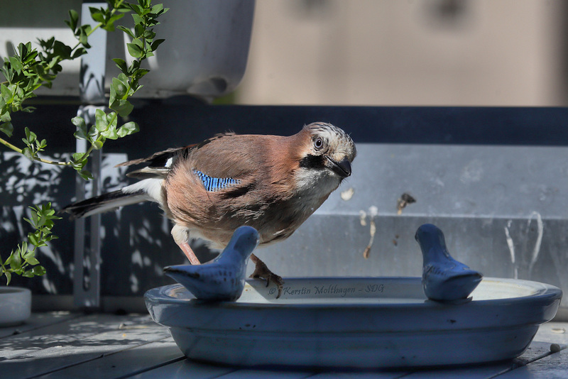 Wunderschöner Eichelhäher - Bilder aus dem Homeoffice