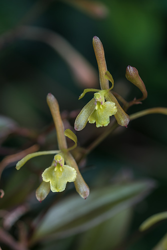 Epidendrum magnoliae (Green-fly orchid)