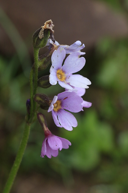 Parry's Primrose