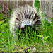 Porcupine in Michigan