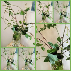 A wonderful ivy arrangement