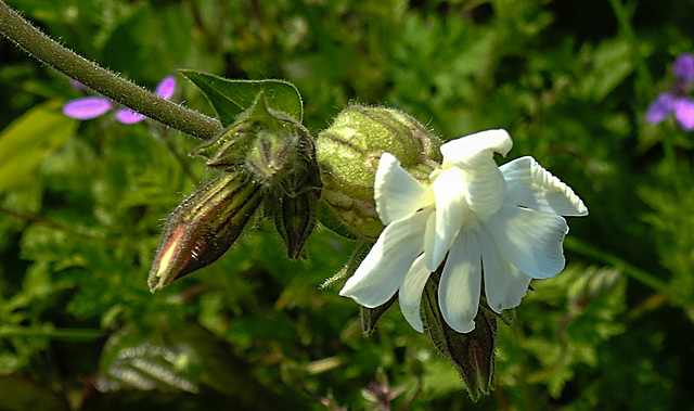 20230809 3584CPw [D~PB] Breitblättrige Lichtnelke (Silene latifolia), Steinhorster Becken