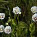 20140908 4922VRAw [NL] Terschelling