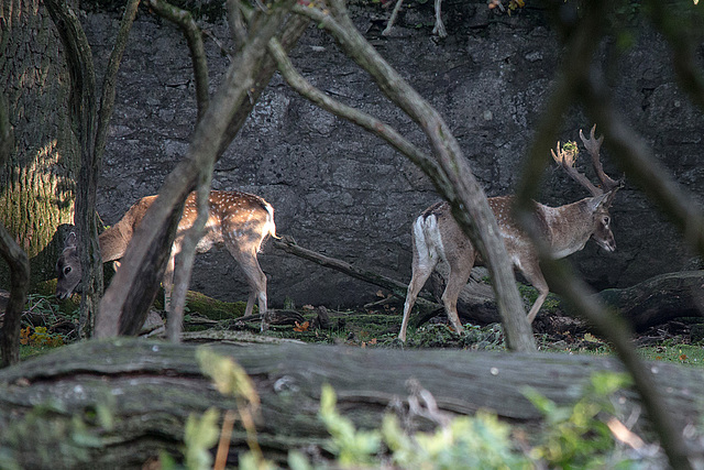 20151010 9333VRTw [D~H] Damwild (Cervus dama), Wisentgehege, Springe-Deister