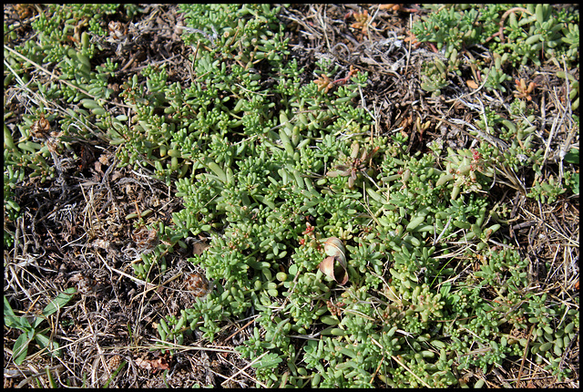 Sedum album (2)