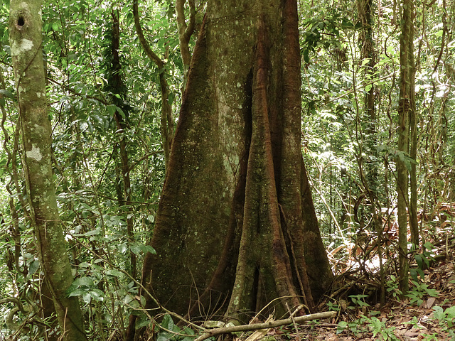 Asa Wright rain forest, Bellbird walk