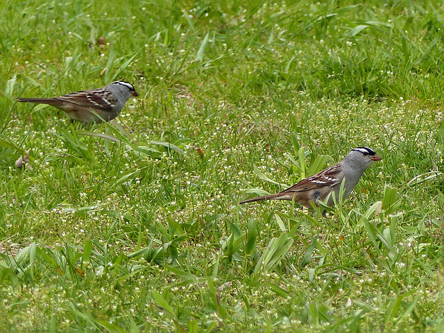 Day 4, White-crowned Sparrows, Pt Pelee