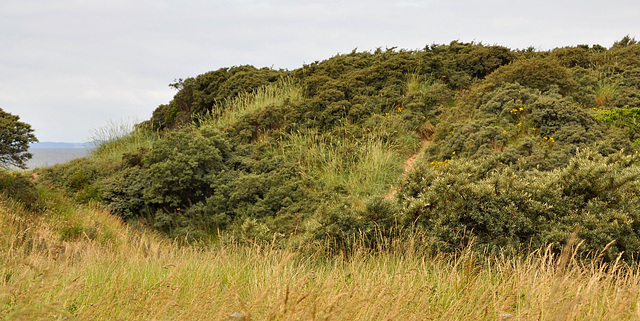 Scotland / Aberlady