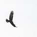 Marsh harrier