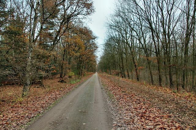 Ahsener Allee (Haard, Oer-Erkenschwick) / 1.12.2018