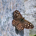 Speckled wood butterfly