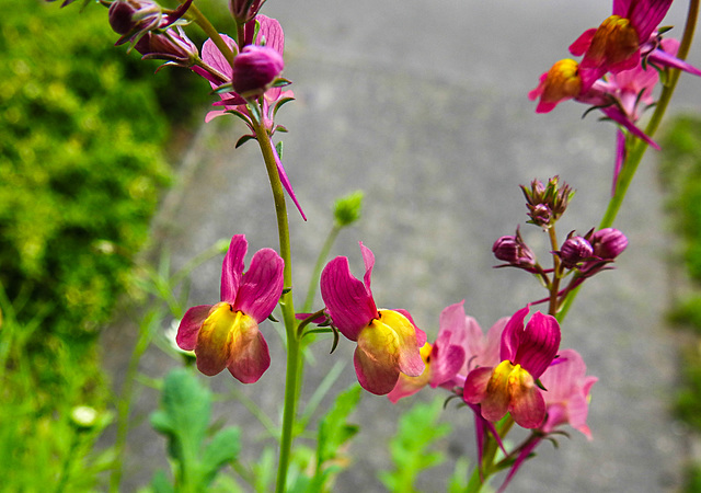 20220517 1046CPw [D~LIP] Marokkanisches Leinkraut (Linaria maroccana), Balkonblumen, Bad Salzuflen