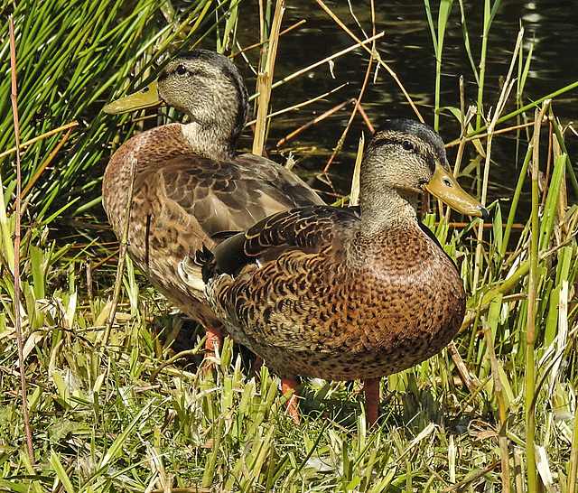 20230809 3585CPw [D~PB] Stockente [SK] (Anas platyrhynchos), Steinhorster Becken