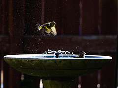 Siskin Bath 01