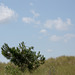 20140908 4921VRAw [NL] Kiefer, Terschelling