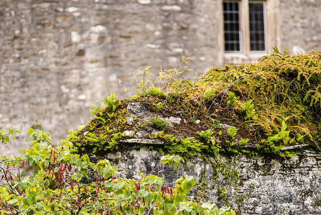 Dartington Hall - 20150903