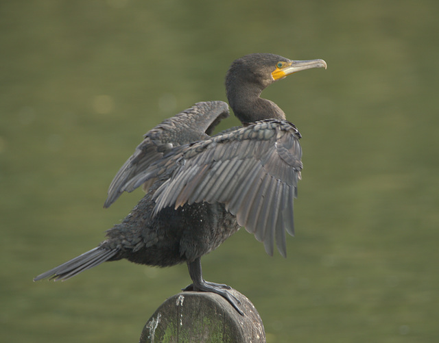 IMG 9789Cormorant